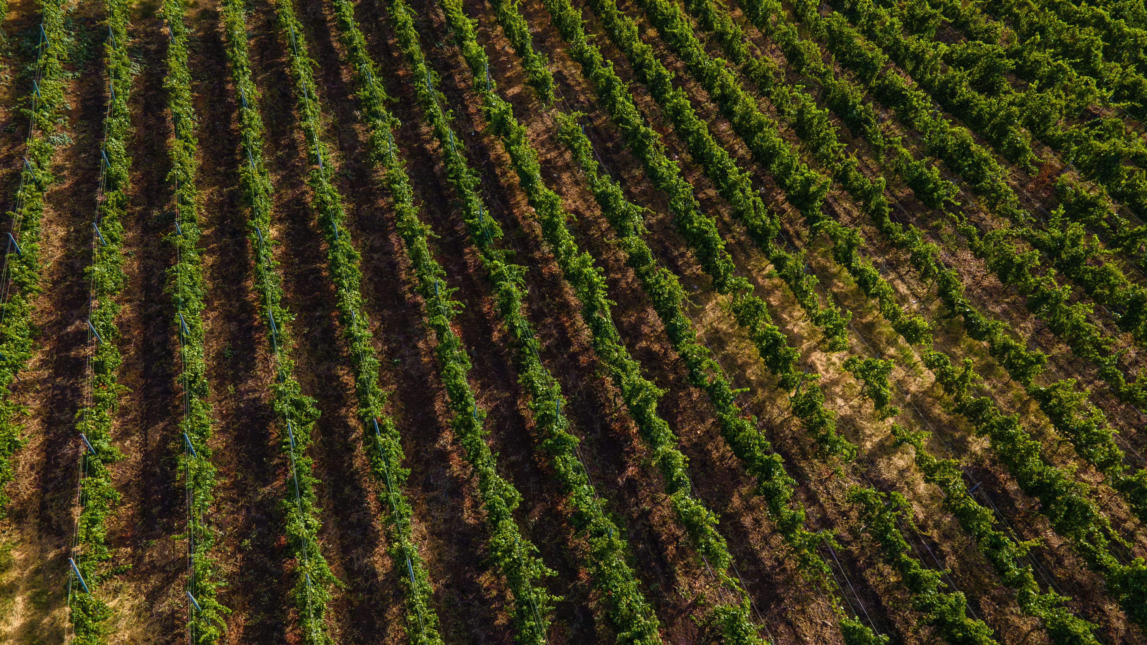 Blandy´s Madeira Wine_Atalaia Vineyards_Terrantez-min