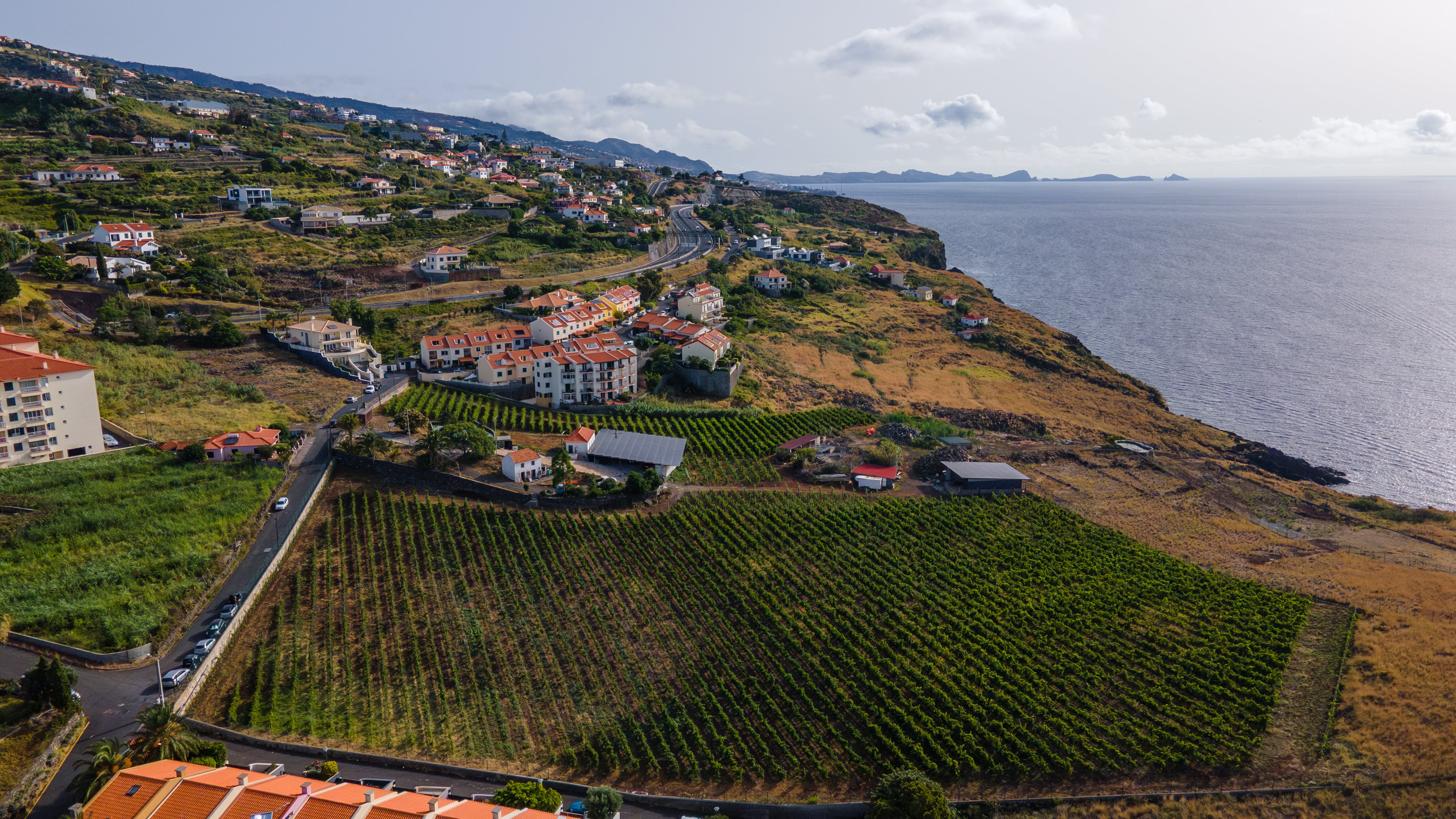 Blandy´s Madeira Wine_Atalaia vineyard_Terrantez_e_Verdelho-min
