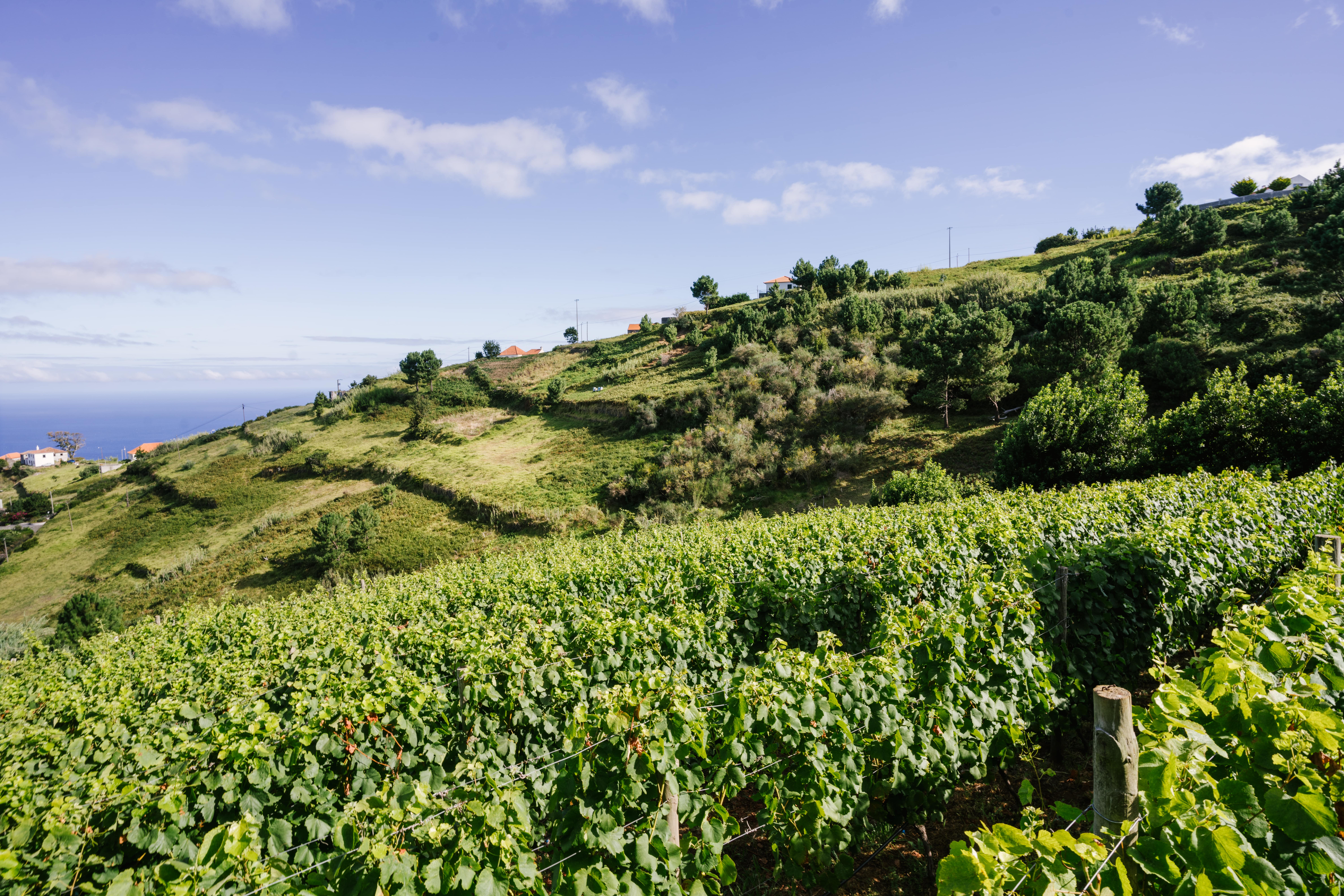 Blandy´s Madeira Wine_Calheta Vineyard_Terrantez (1)-min