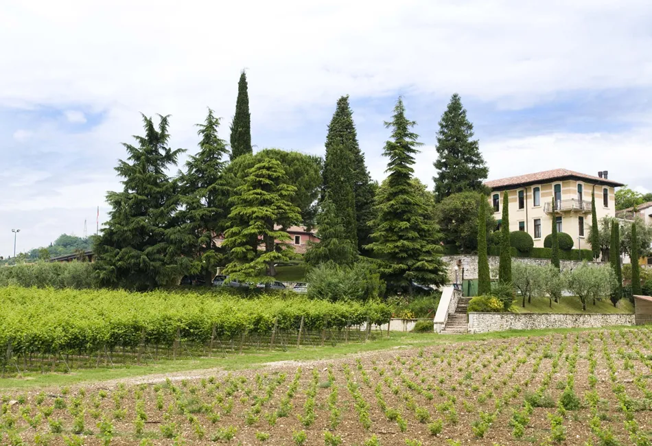 Cantine MASI (64)