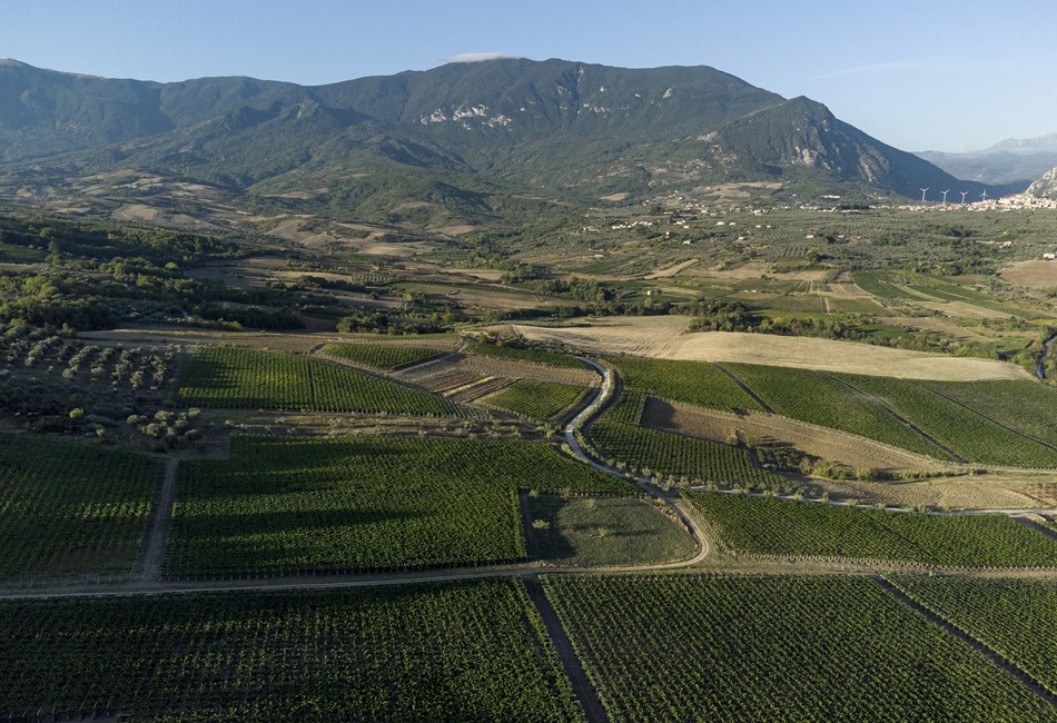 Cantina Zaccagnini_Landscape_1