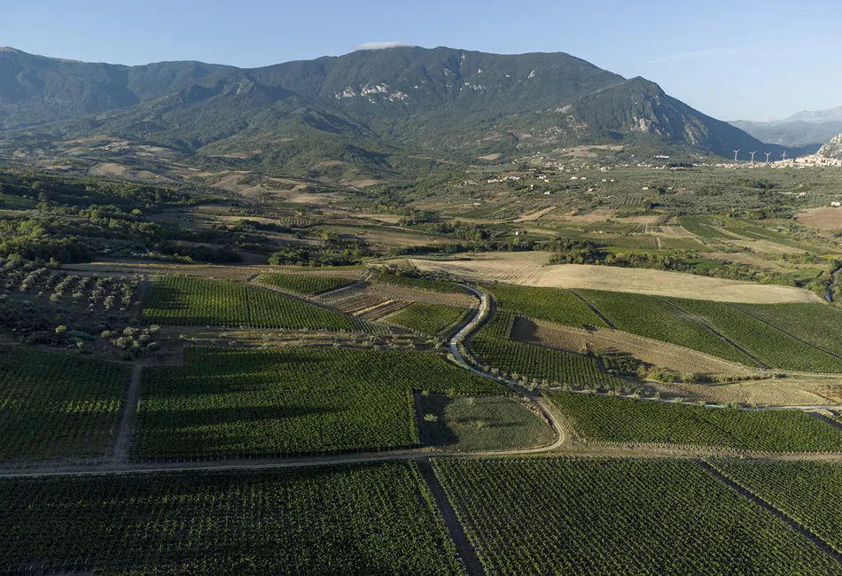Cantina Zaccagnini_Landscape_1