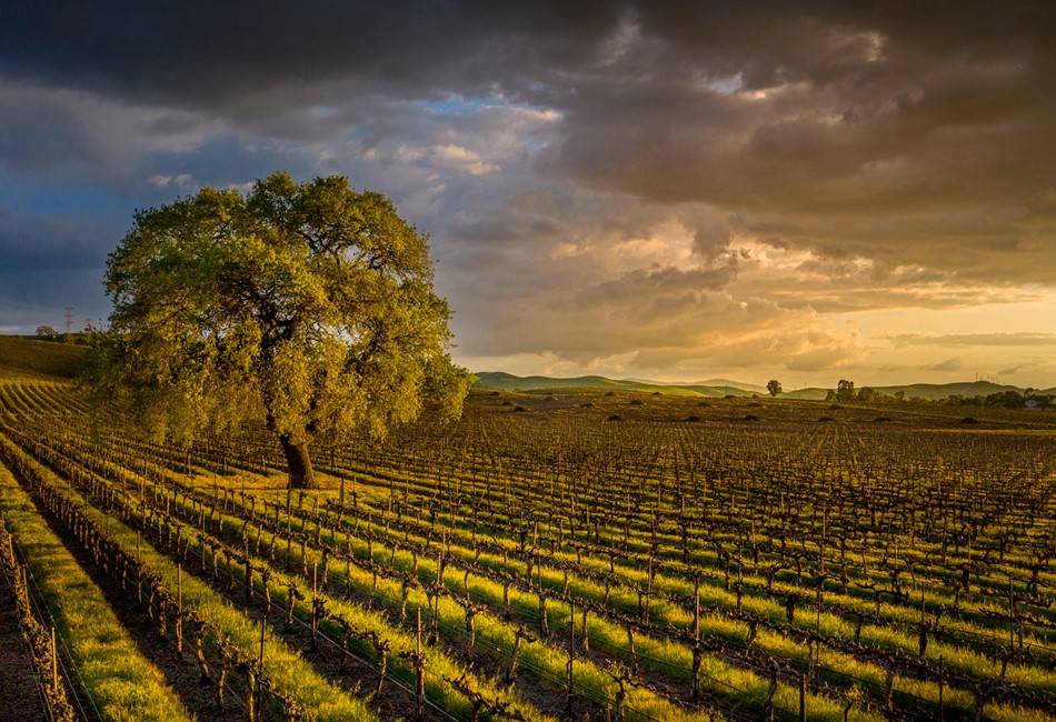 Vineyard_04