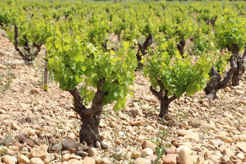 Chateauneuf-du-Pape-Vignes_c2i