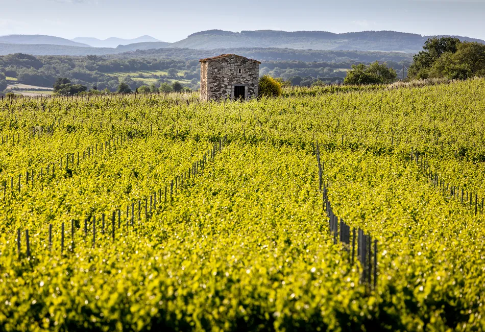 WSC_Domaine_De_Nizas_Vinyard_2