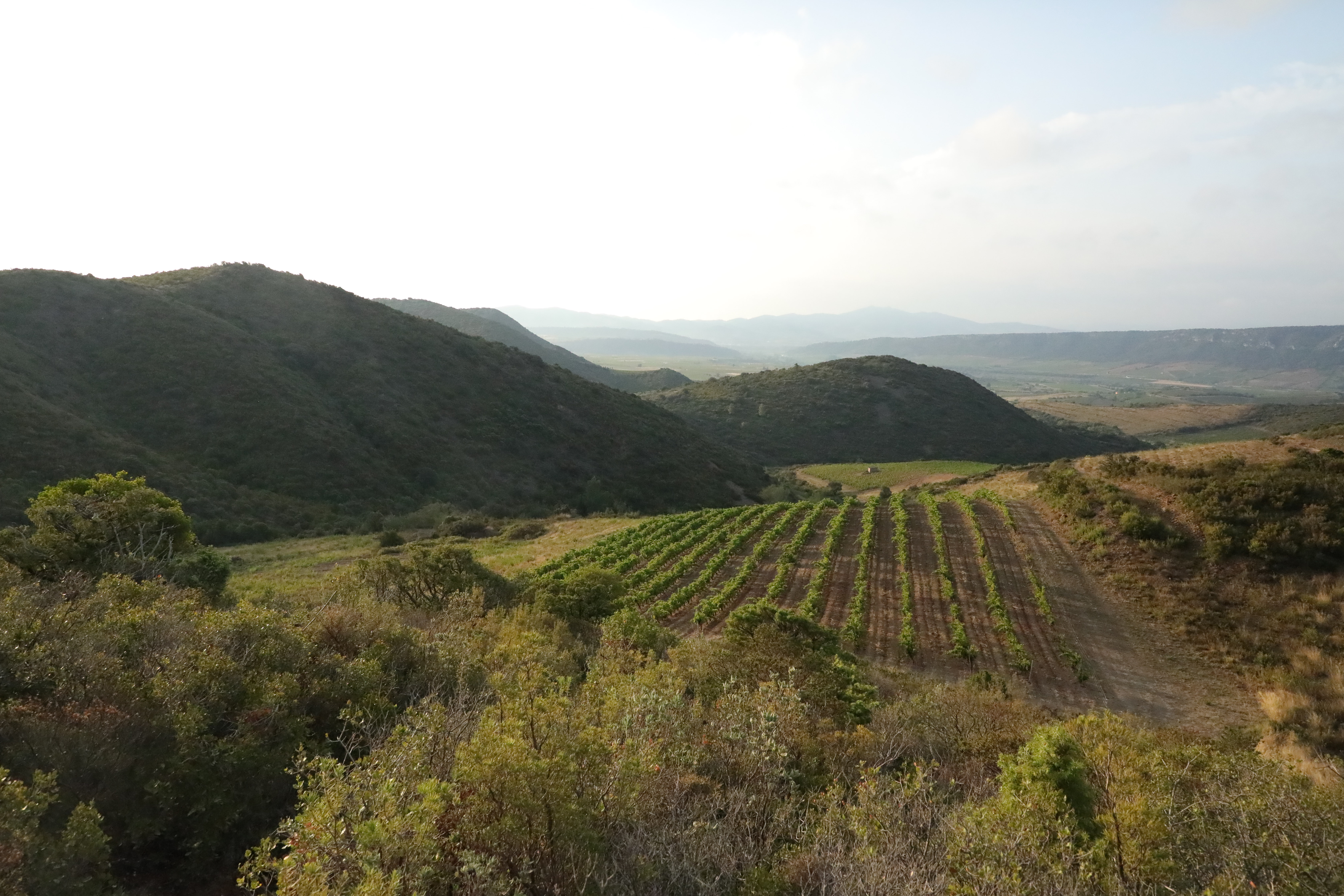 WSC_Mas_Janeil_Vinyard